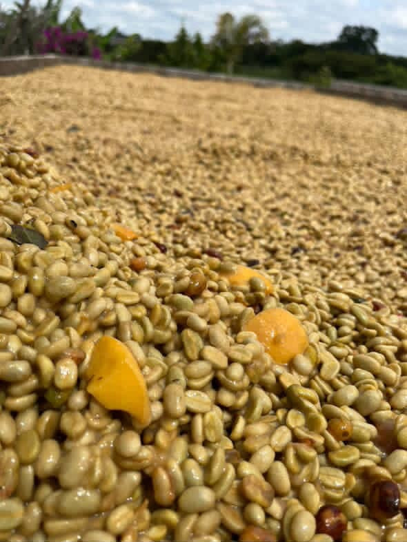 Peach Infused - SSC01 · haiz coffee import