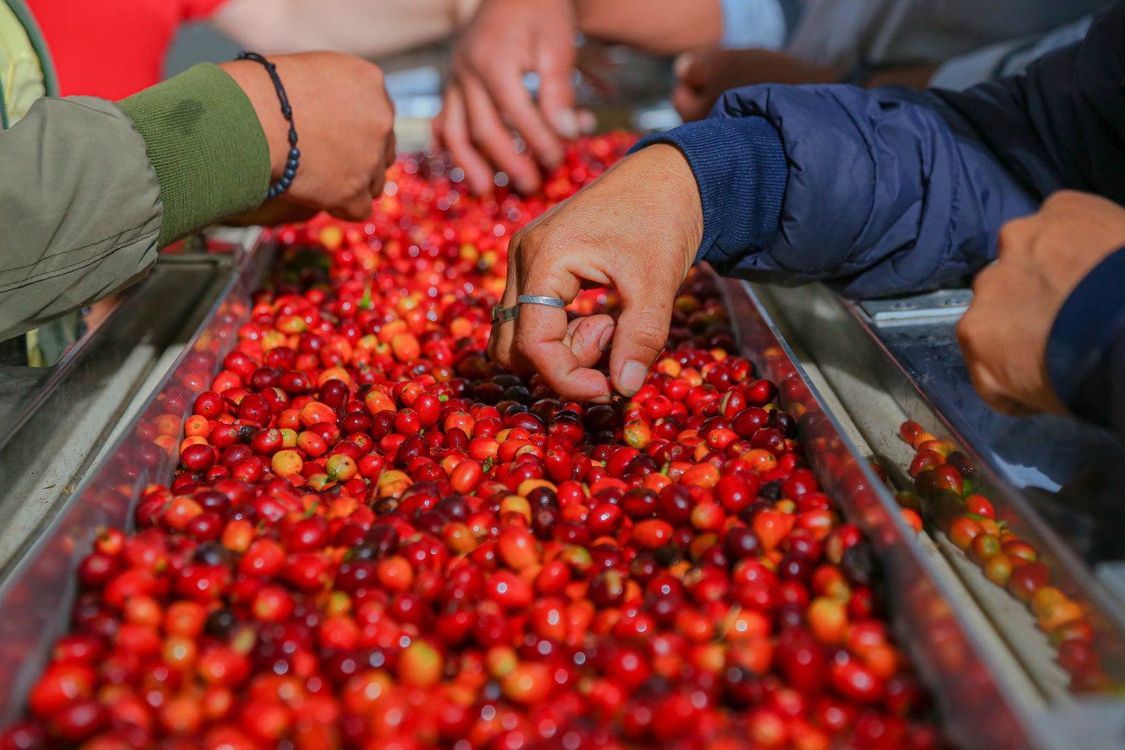 Red Bourbon honey - BRN01