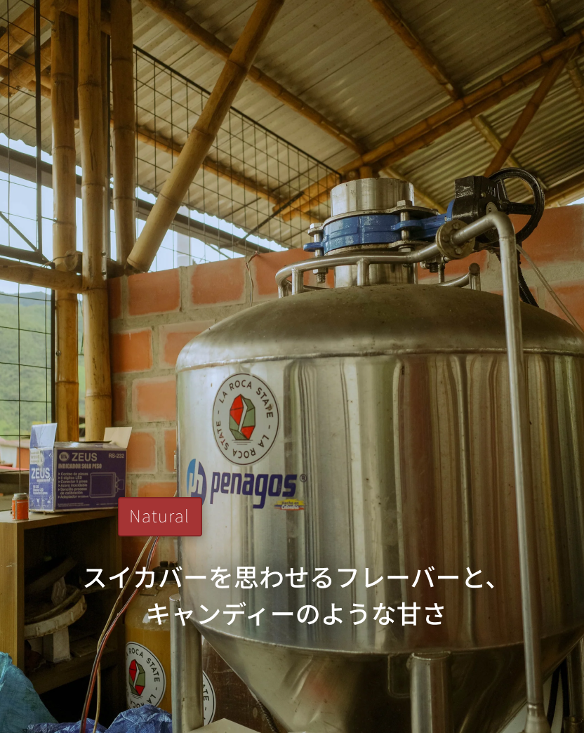 RS46 - ラロカ Chiroso Natural