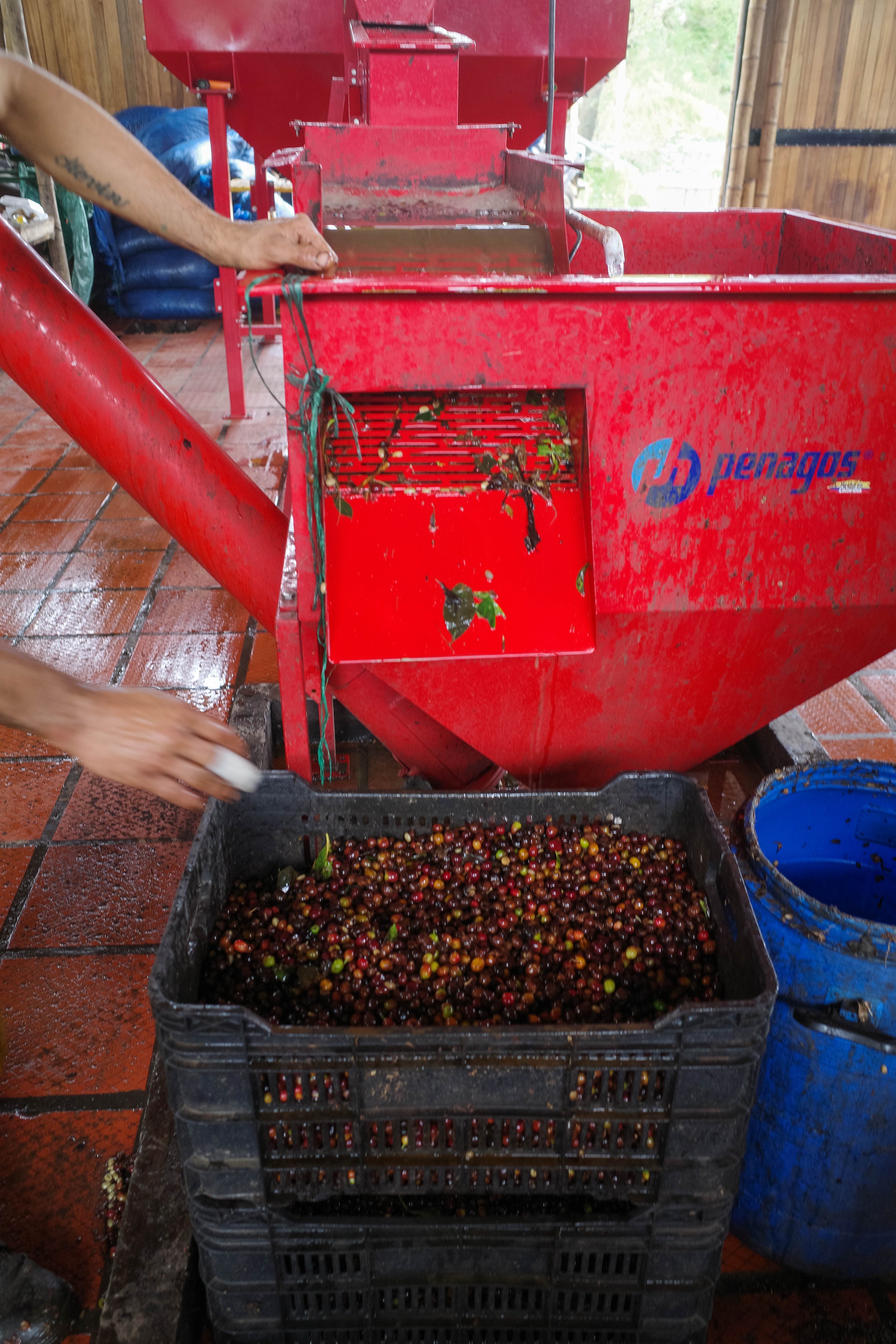 RS44　Geisha Washed