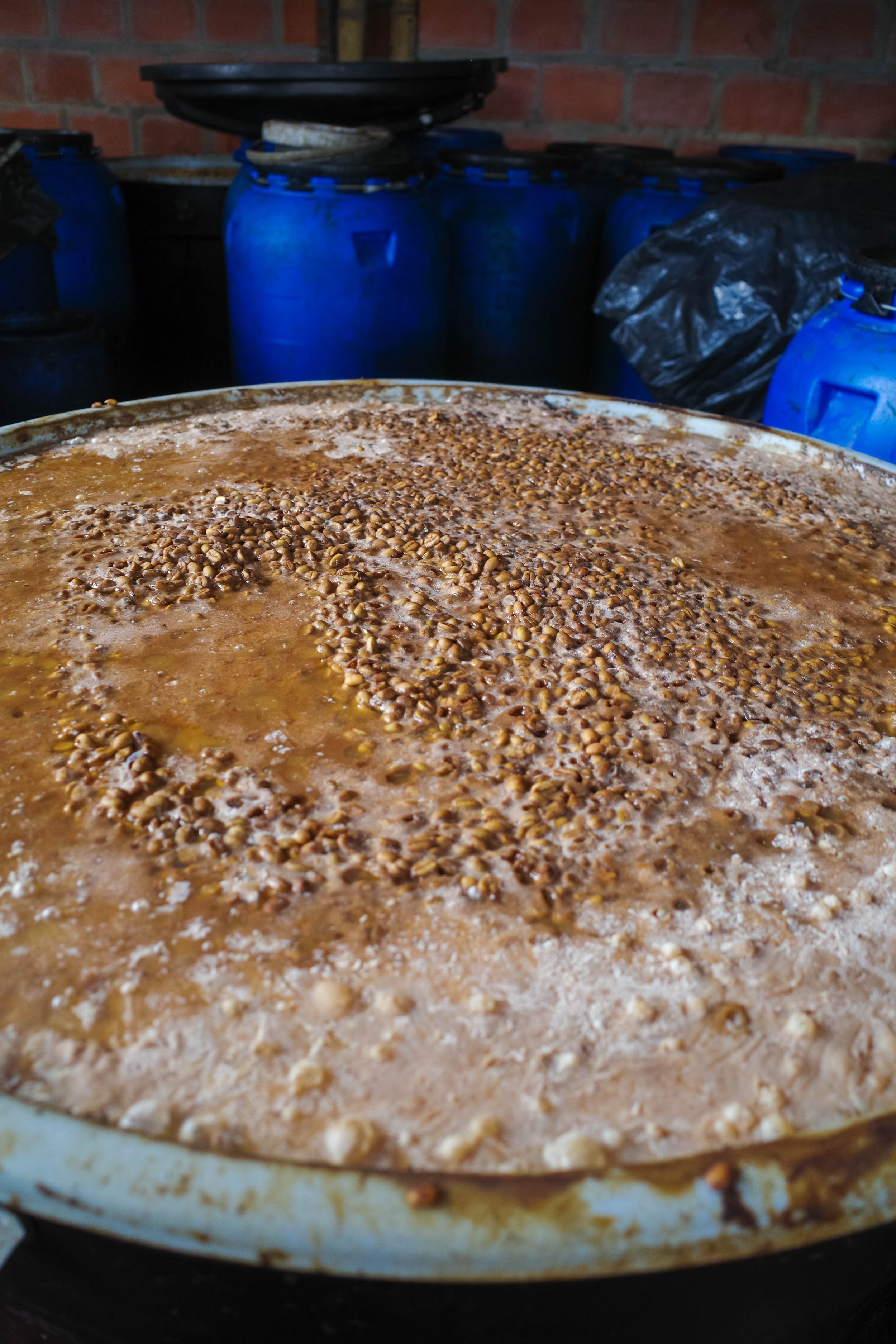 RS44　Geisha Washed