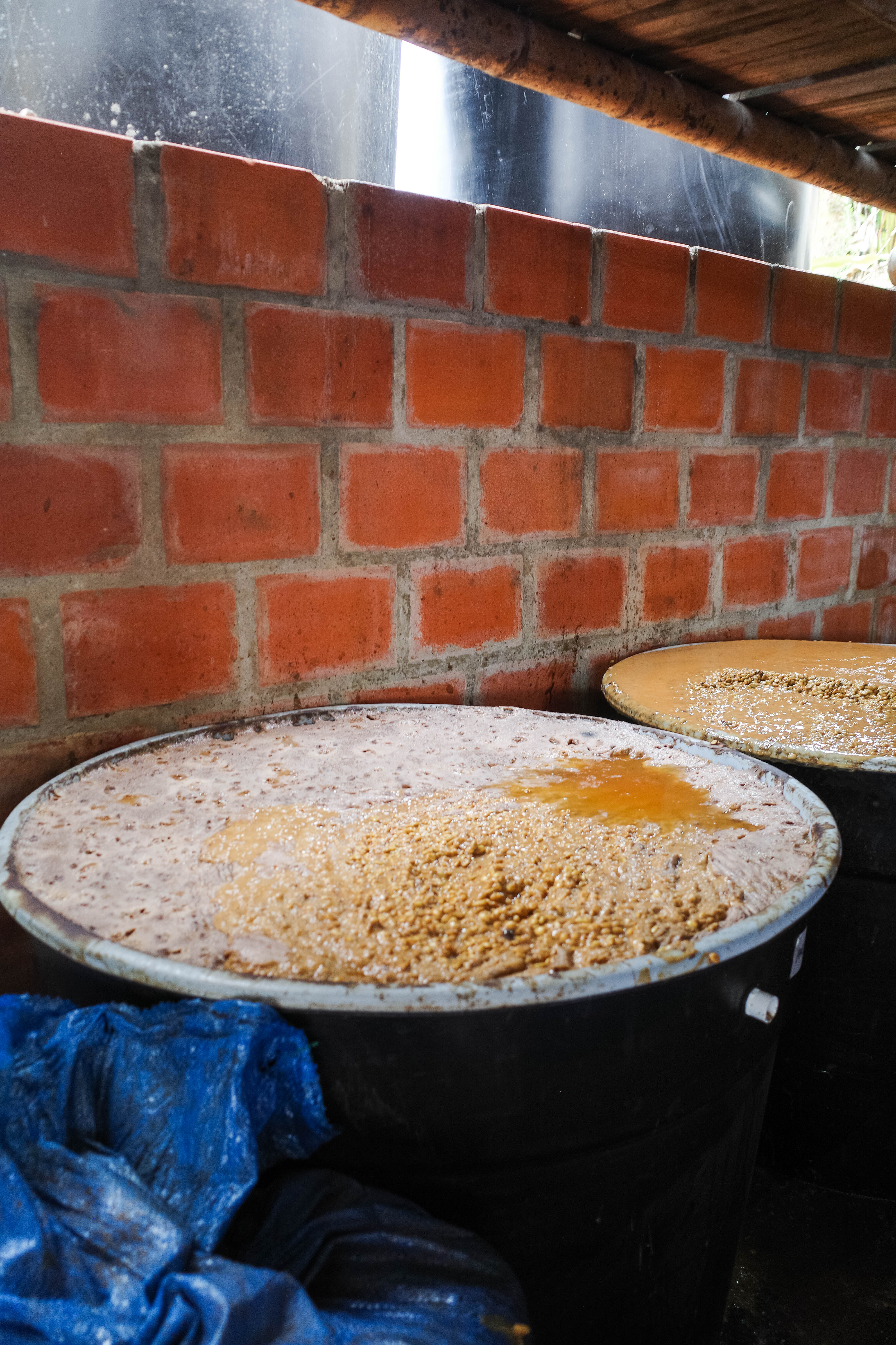 RS42　Geisha Washed