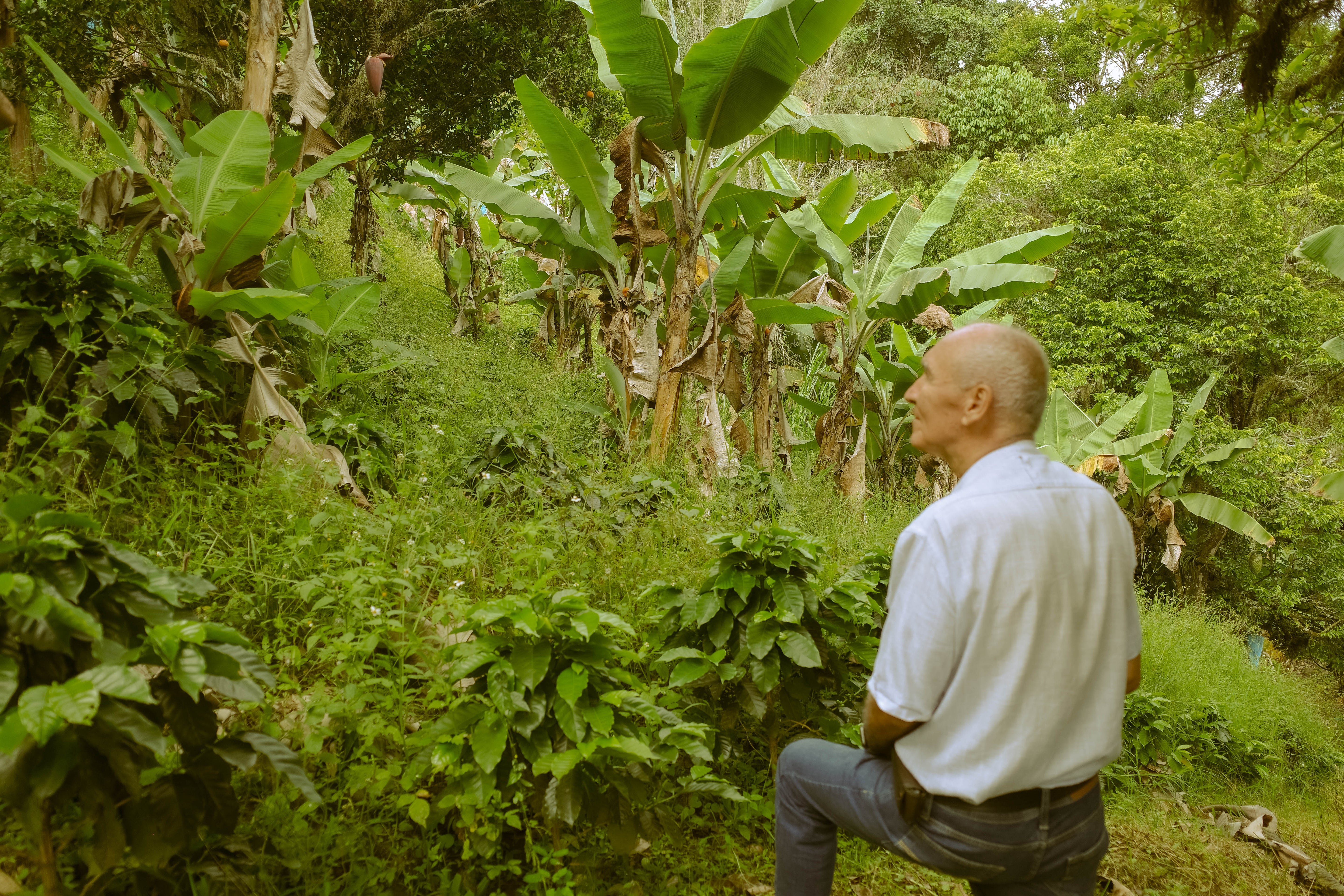 LS - ルシタニア Wush Wush Washed