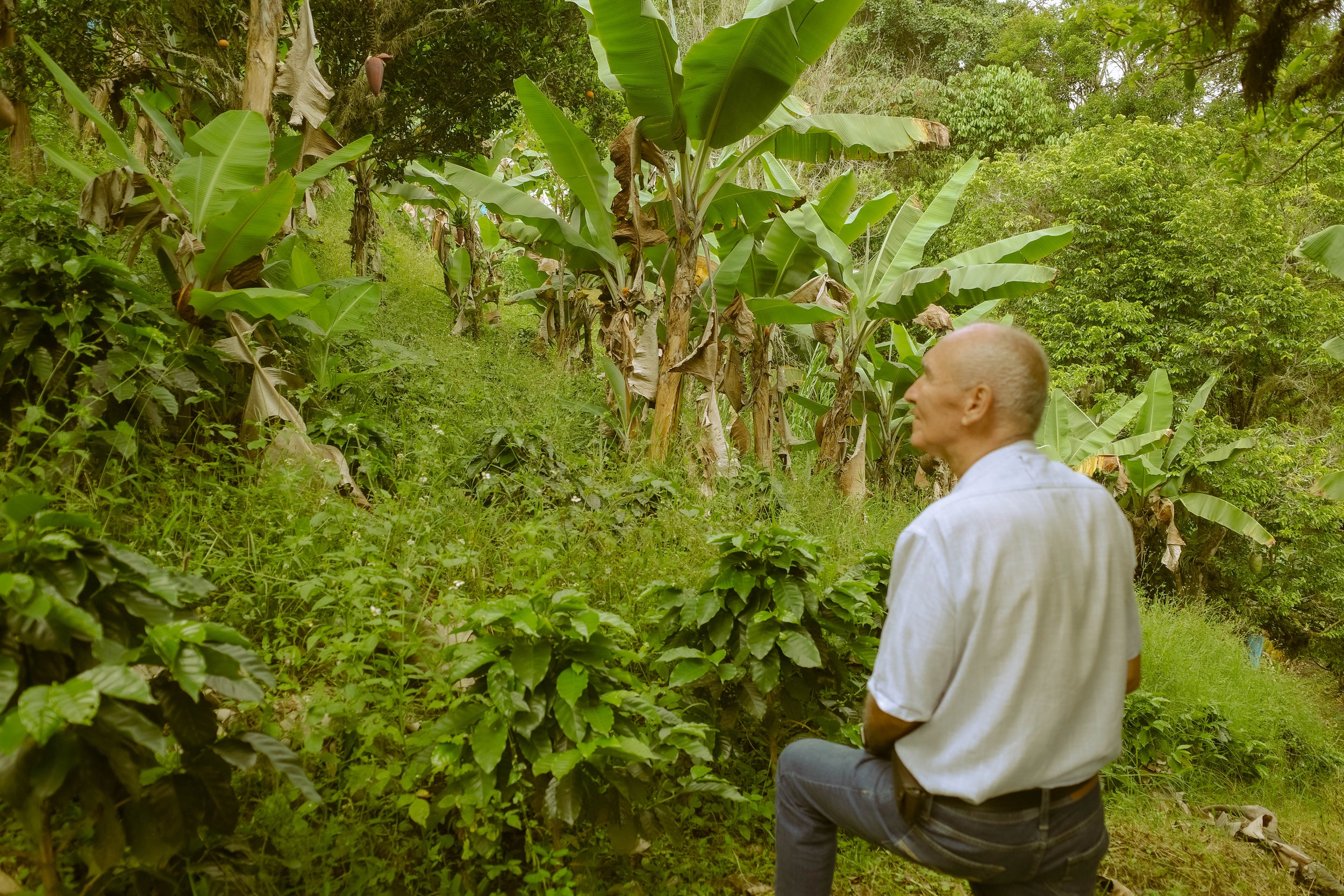 LS - ルシタニア Wush Wush Washed