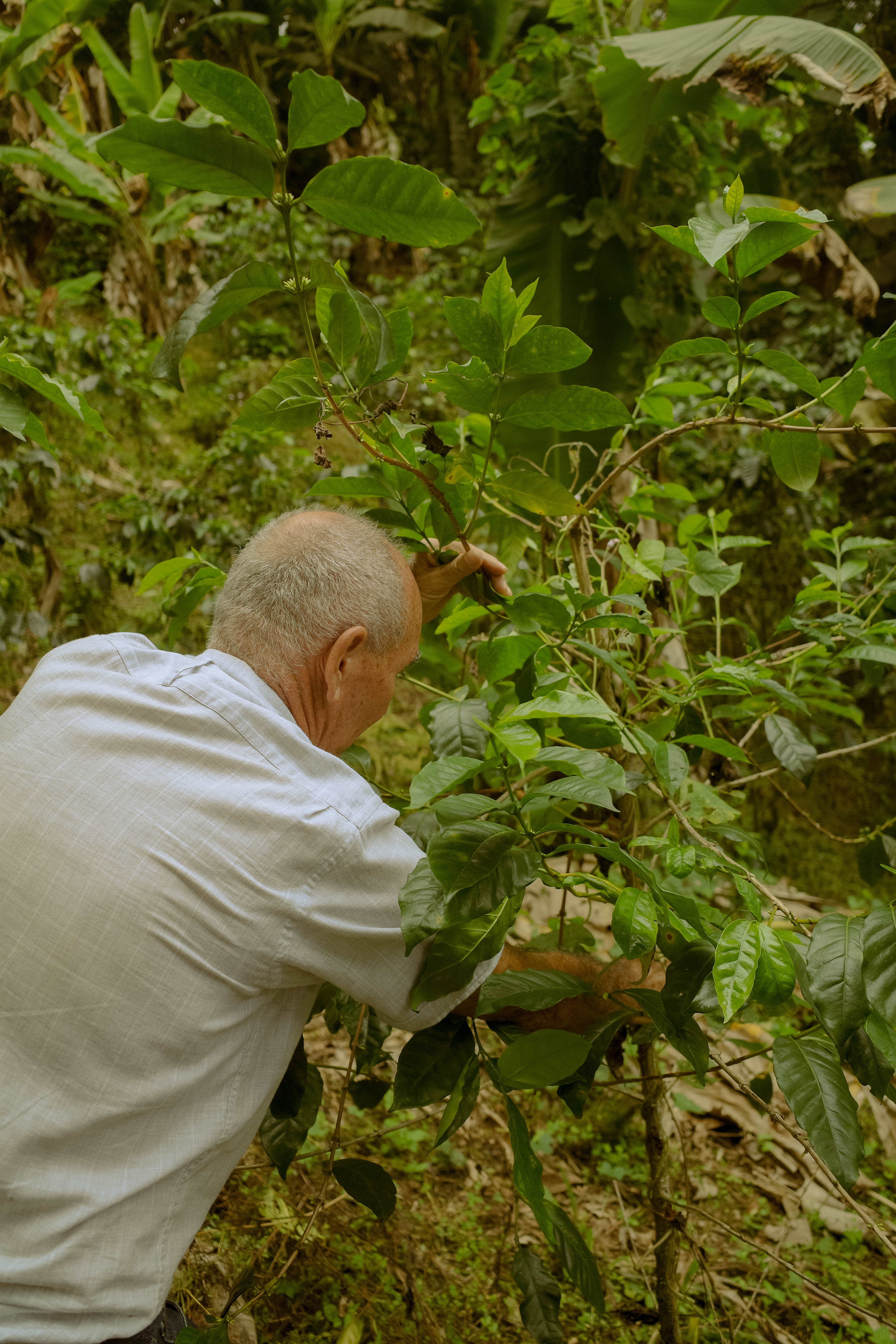 LS - ルシタニア Wush Wush Washed