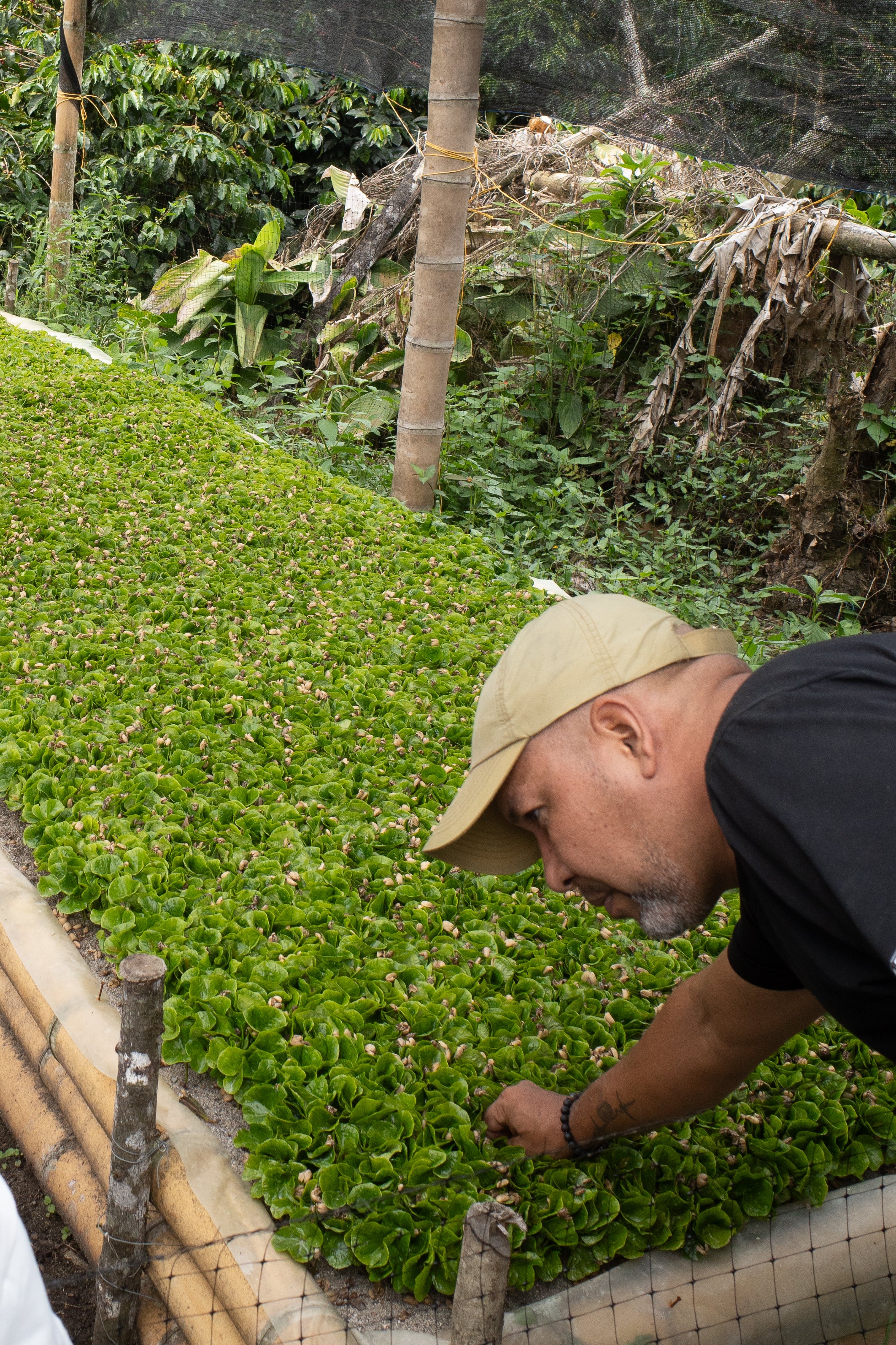 CH35 - チャポレラ：へンリー Geisha Washed