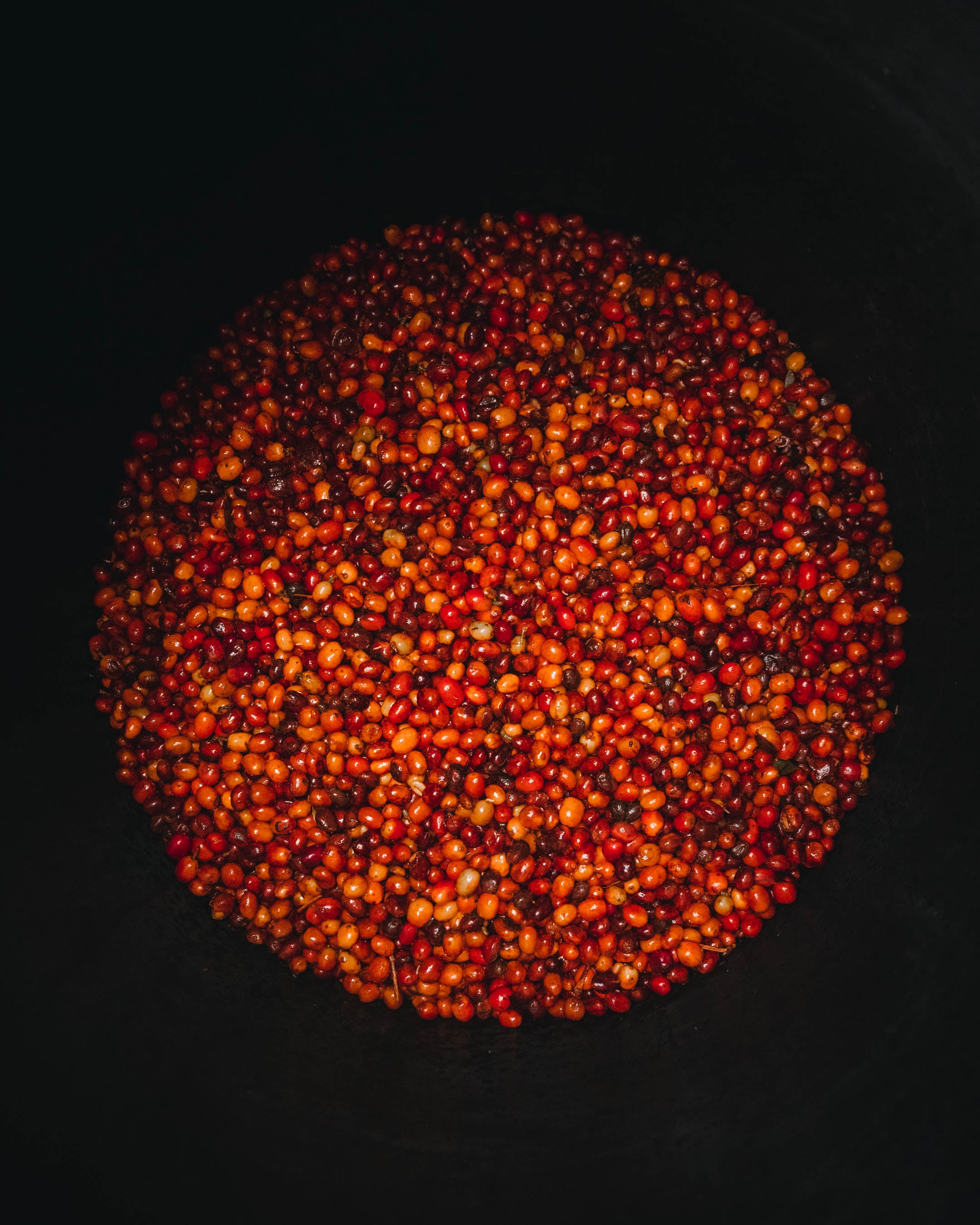 Aroma Nativo PB1053