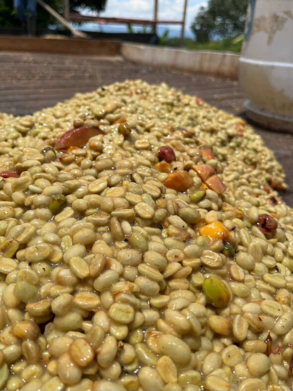 Peach Infused - SSC01