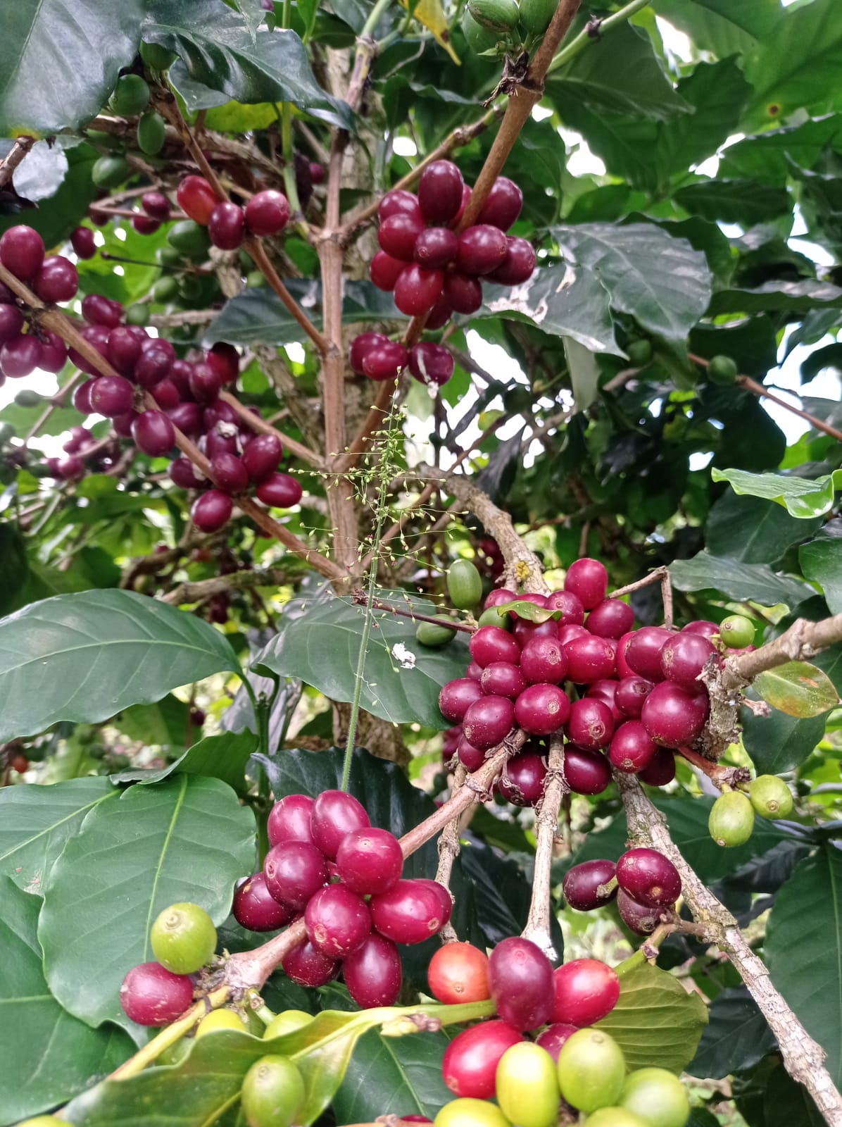 CH62　Pacamara Washed