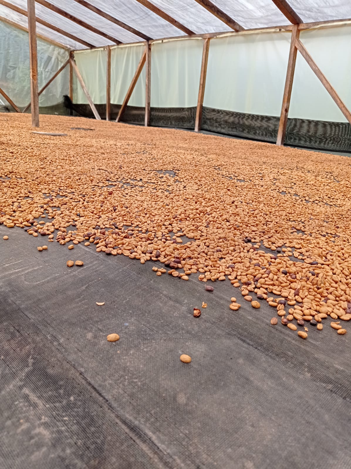 CH62　Pacamara Washed